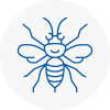 Clacton Hornet Nest Removals