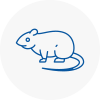 Rat Control Clacton
