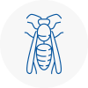 Clacton Wasp Nest Removal